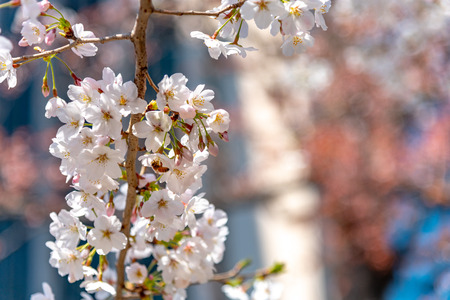 Cerezos en flor alrededor del parque Chidorigafuchi, Tokio, Japón.