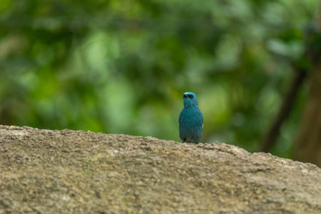 Verditer flycatcher bird in the rain forest thailand Foto de archivo