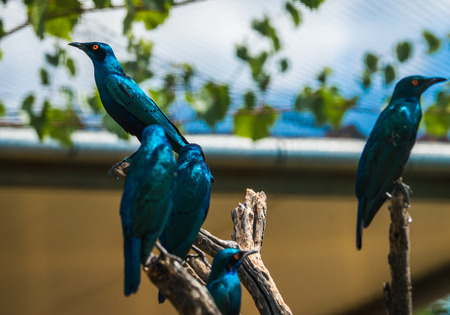 Imagen de pájaro azul brillante en una rama de árbol Foto de archivo