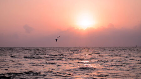 Gaviota con la hermosa puesta de sol en el fondo