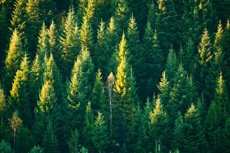 Beautiful evergreen forest with fir trees nature background landscape photography Фото со стока