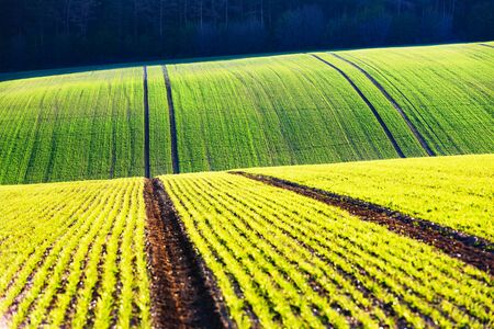 Green wheat rows and waves of the agricultural fields of south moravia czech republic can be used like nature background or texture