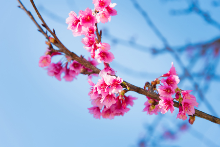 Foco suave Flor de cereja ou flor de Sakura no fundo da natureza Banco de Imagens