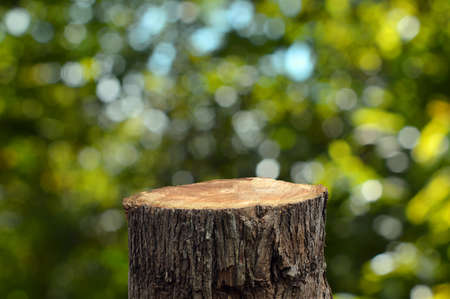 cortar tocón de árbol