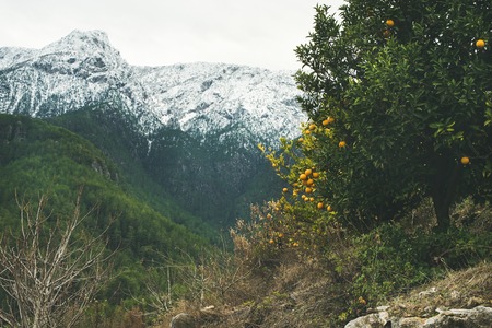 Orange trees with ripe oranges in mountain garden in dim cay district of alanya on gloomy day with peaks covered with snow at background antalya province mediterranean turkey Фото со стока