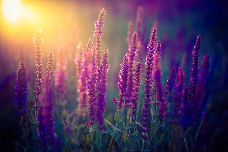 Dark field image with purple flowers at sunset with the sun