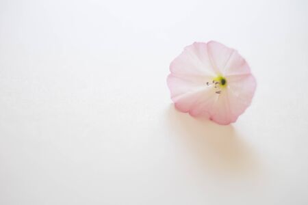 una pequeña flor tierna abierta en el papel blanco