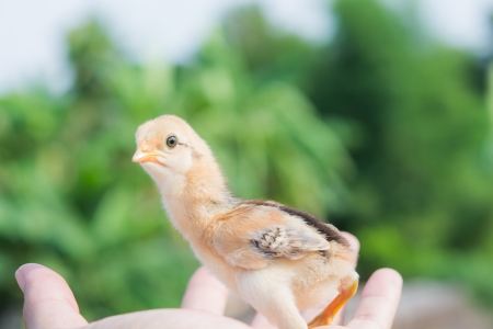 Pollito recién nacido en una mano en la luz del sol Foto de archivo