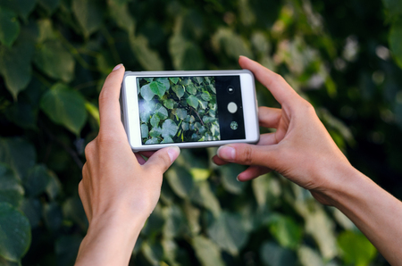 Female hands hold a smartphone for photography on a background of dense thickets of bush taking the texture of nature for memory while traveling taking a picture with a smart phone concept