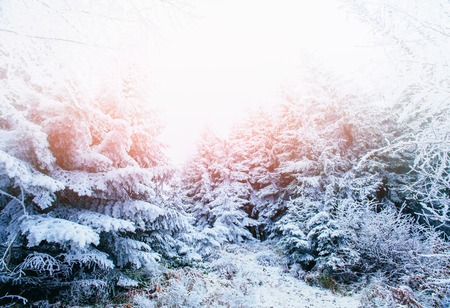 Winter landscape trees in frost