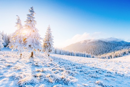 Mysterious winter landscape majestic mountains in winter magical snow covered tree in anticipation of the holiday dramatic wintry scene carpathian ukraine happy new year Фото со стока