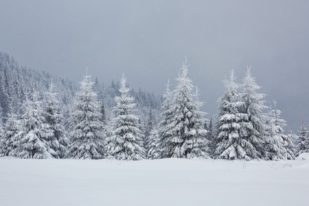 Great winter photo in carpathian mountains with snow covered fir trees colorful outdoor scene happy new year celebration concept artistic style post processed photo Фото со стока