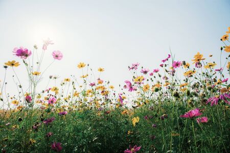 Cosmos con hermoso campo en el cielo.