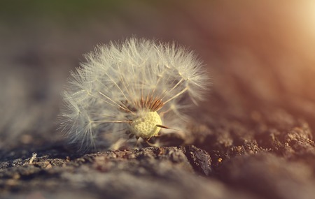 Dandelion seed on wooden background a sunny day Stock Photo