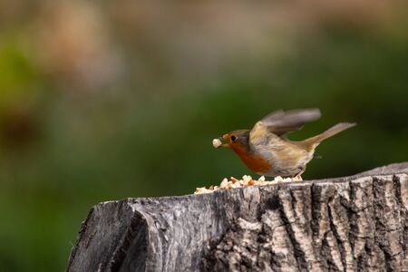 Petirrojo comiendo alpiste en el jardín