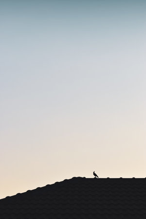 Bird on roof house on sunrise sky and cloud in the morning sunset natural background