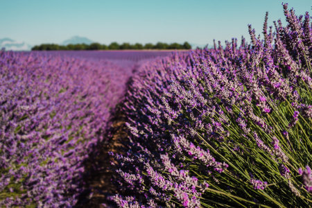 Campos de lavanda fecham-se no fundo da montanha em linhas de arbustos de flores roxas em provence, França Banco de Imagens