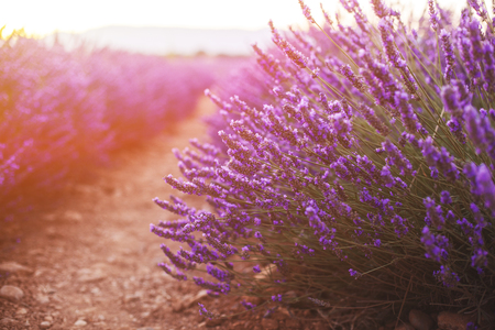 Fragrant lavender flowers at beautiful sunrise valensole provence france close up