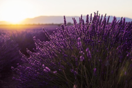 Fragrant lavender flowers at beautiful sunrise valensole provence france Stock Photo