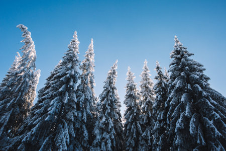 Beautiful winter landscape with snow covered fir trees on the background of blue sky