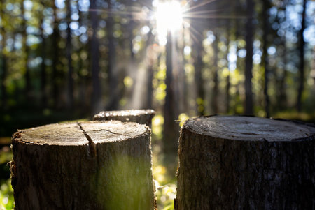 Tree stumps in the forest with sun rays in the background