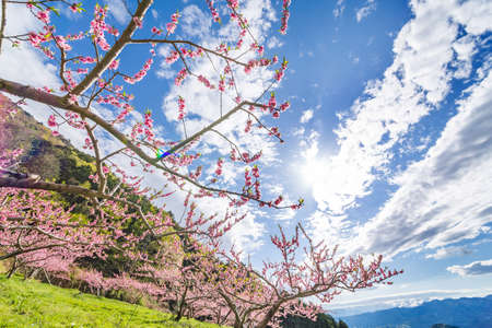 Fiori di pesco e montagne in piena fioritura Archivio Fotografico