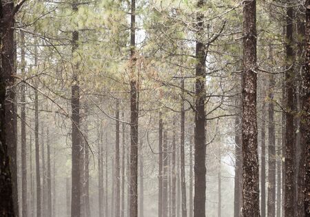 fondo natural de troncos de pino canario, algunos niebla