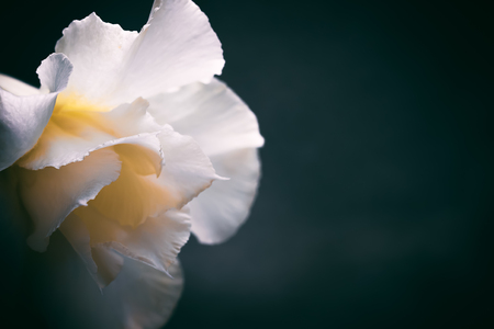 Primer plano de una flor de azalea blanca