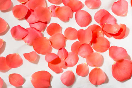 Pétalos de rosas rojas sobre un fondo beige Foto de archivo