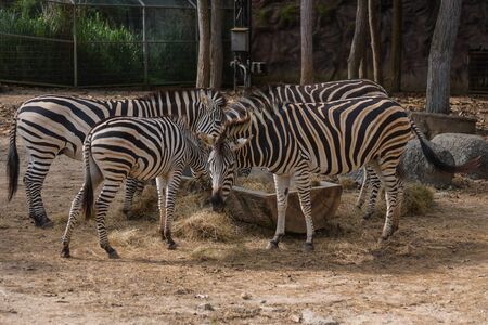 Cebras en el zoológico de Chiang Mai Foto de archivo