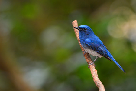 Hainan azul Papamoscas (Cyornis hainanus) Posición elevada pájaro en la rama Foto de archivo