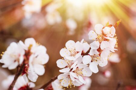Bloomende appelboom mooie witte bloesems in de voorjaarstuin.