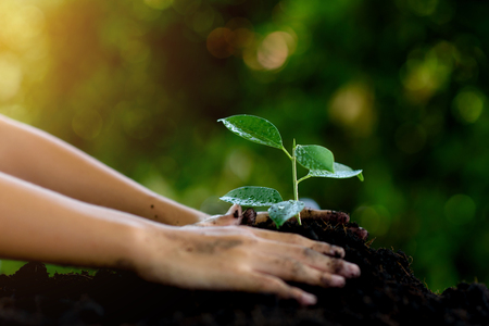 Little child hands take care and plant young seedling on a black soil earth day concept