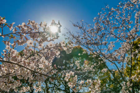 Flores de cerezo en plena floración en el santuario de Estados Unidos (prefectura de Oita)