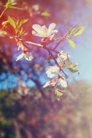 achtergrond van voorjaar witte kersenbloesems boom. selectieve focus. Gefilterde afbeelding