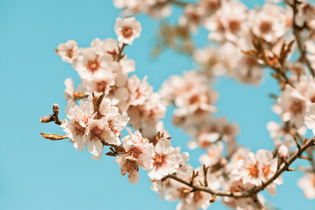 Flores cor-de-rosa que florescem a árvore de pêssego na primavera