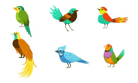 Conjunto con diferentes aves con brillante colorido plumaje personaje de dibujos animados de ilustración vectorial Foto de archivo