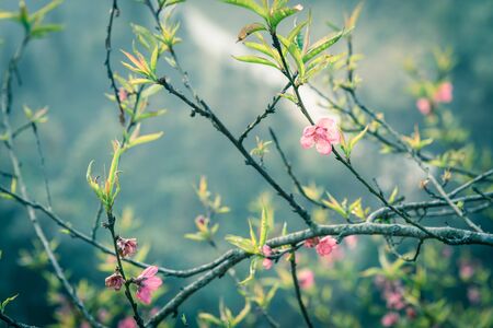 Hermosa vista del valle y la montaña con flor de durazno en la zona rural de Vietnam del Norte. Estos son árboles de adorno para el Año Nuevo Lunar vietnamita Tet en primavera.