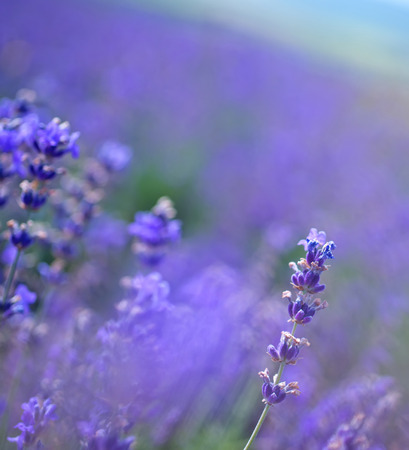 Lavender Stock Photo