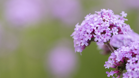 Close up to verbena