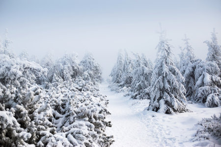 View of trees covered with snow through snowing Stock Photo