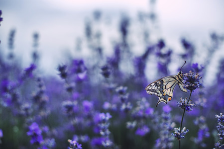 Lavender flowers with buterfly Stock Photo