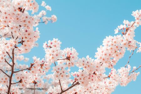 Piękny kwiat wiśni lub sakura na wiosnę, Japonia. Zdjęcie Seryjne