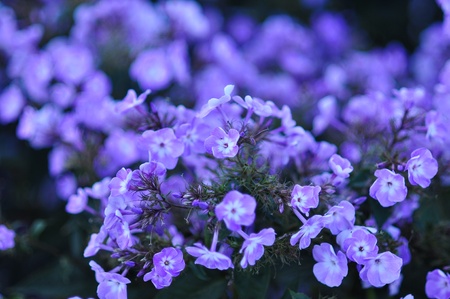 Fresco e natural, você quase pode sentir o cheiro doce dessas flores roxas Banco de Imagens