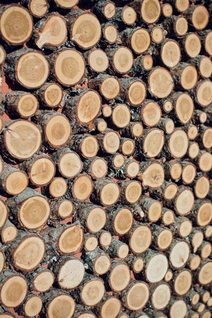 Large circular piece of wood cross section with tree ring texture pattern and cracks orange and black circular pattern Reklamní fotografie