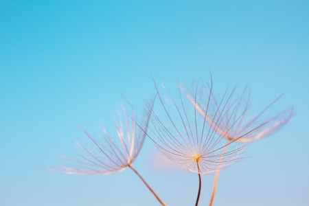 Abstract dandelion flower background extreme close up with soft focus beautiful nature details Stock Photo