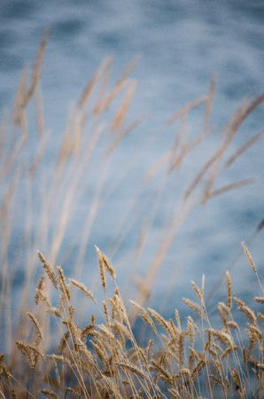 Wheat by the water Фото со стока