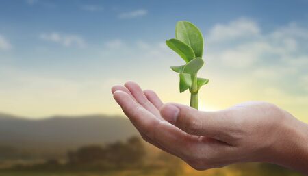 Human hands holding sprout young plant