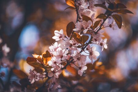 Flores de ciruelo, también conocido como Prunus cerasifera Pissardii, a principios de primavera