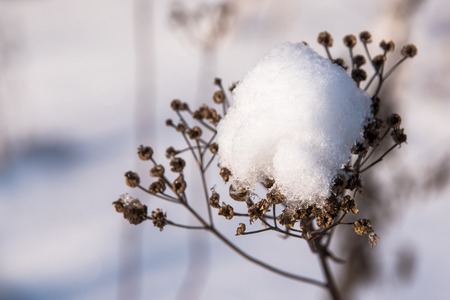 Snow and ice crystal on a old grass